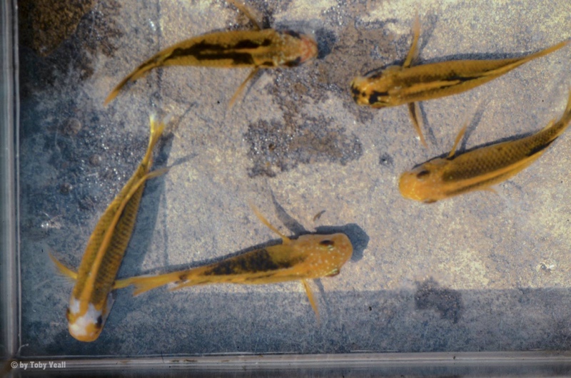 Tropheus moorii 'Kalambo Lodge' Kushangaza